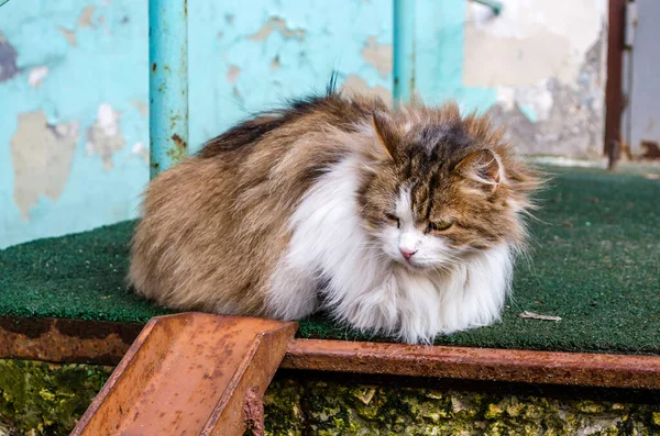 Een Dakloze Pluizige Veelkleurige Kat Met Zieke Ogen Ligt Straat — Stockfoto