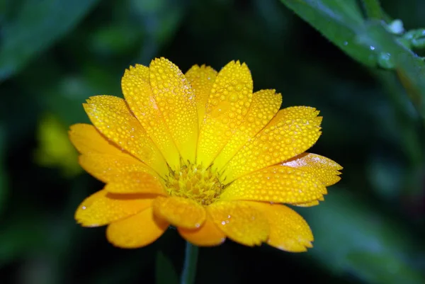 Yellow Calendula flower covered with dew on a green background