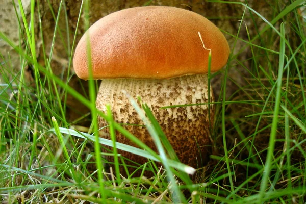 Edible mushroom on in green grass closeup