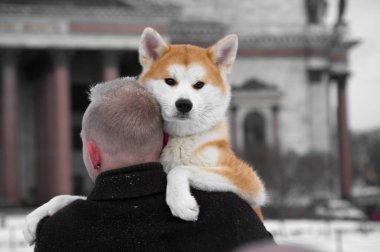A man in a black coat holds a dog in his arms. Japanese breed Akita inu. Winter in Russia. clipart