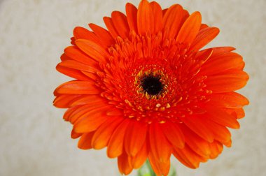 Büyük Gerbera çiçeği tepeden parlak kırmızı manzara