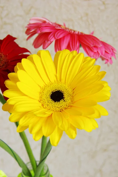 Gerbera kwiaty w przejrzystym wazonie widok z góry — Zdjęcie stockowe