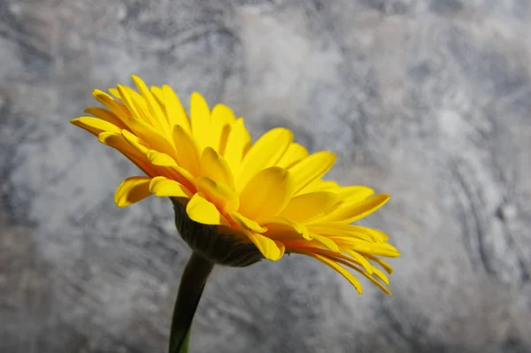 Żółte Gerbera kwiaty na abstrakcyjnym tle widok z boku — Zdjęcie stockowe