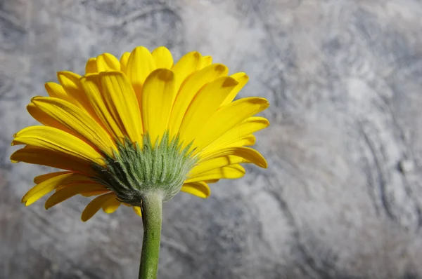 Żółte Gerbera kwiaty na abstrakcyjnym tle widok z boku — Zdjęcie stockowe