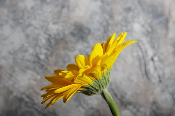 Żółte Gerbera kwiaty na abstrakcyjnym tle widok z boku — Zdjęcie stockowe