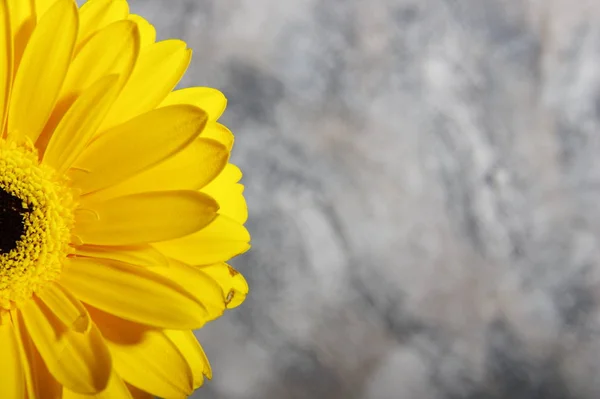 Żółte Gerbera kwiaty na abstrakcyjnym tle widok z boku — Zdjęcie stockowe