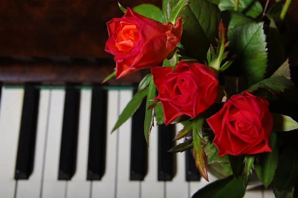 Klucz Fortepianowy Czerwona Róża Strzał Bliska Poziomy — Zdjęcie stockowe