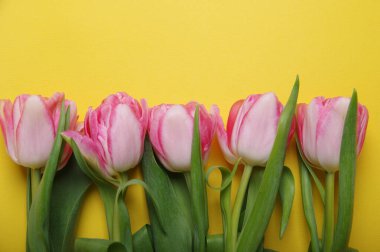 Sarı arka planda pembe kırmızı laleler - yatay