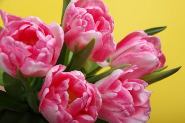 Sarı arka planda pembe kırmızı laleler - yatay