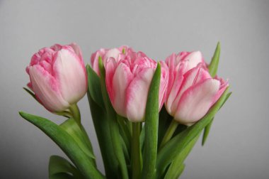 Gri arkaplanda pembe kırmızı laleler - Yatay