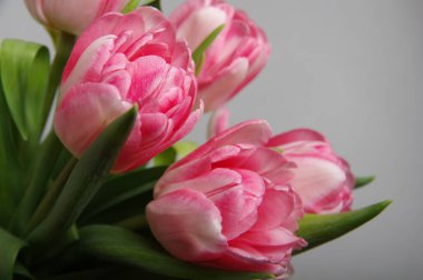 Gri arkaplanda pembe kırmızı laleler - Yatay