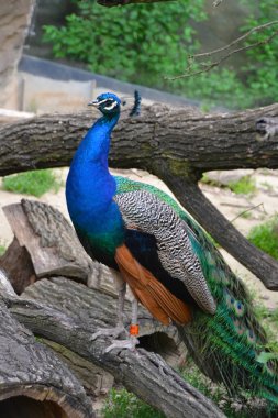 Güzel tavuskuşu iddialı