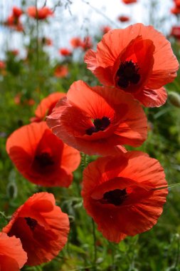 Haşhaş çayırda dans