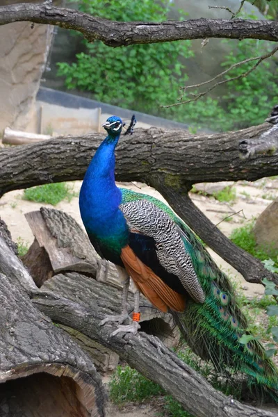 El hermoso pavo real pretencioso — Foto de Stock