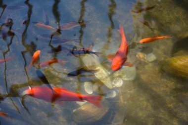 Kırmızı ve siyah koi balığı gölette yüzüyor.