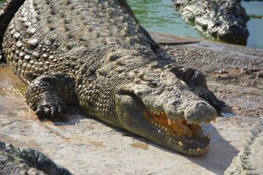 Suda büyük bir timsah