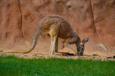 Avustralya kanguru Öğle Yemeği