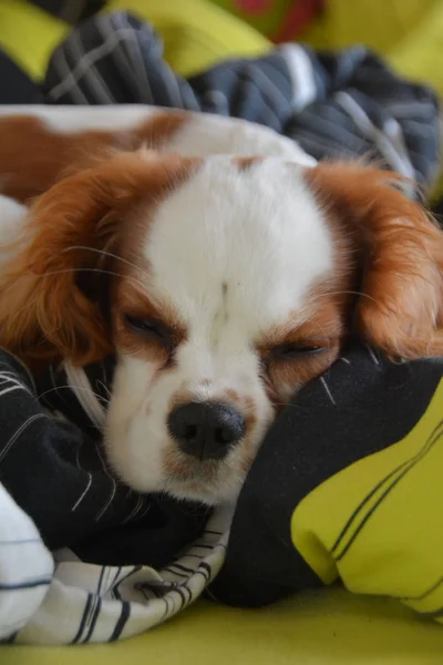 Pequeno Cachorro Dormindo — Fotografia de Stock