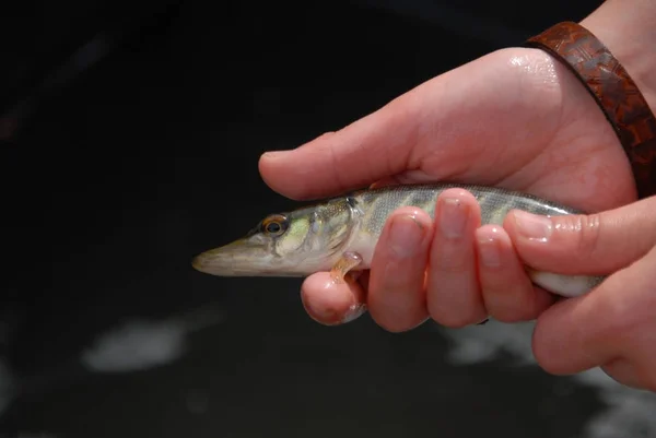 Unga Fiskare Ville Fisk — Stockfoto