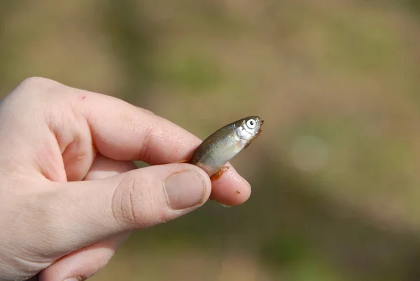 The caught fish and hand