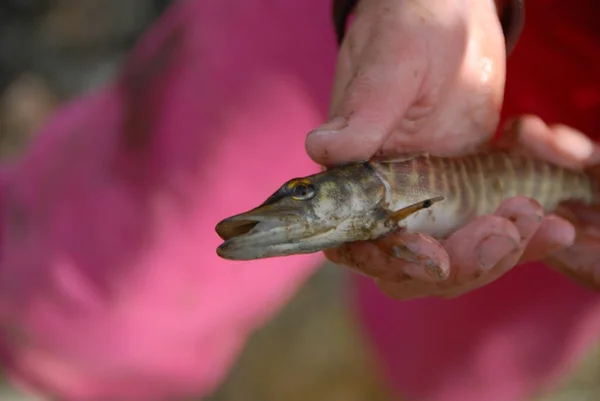 The caught fish and hand