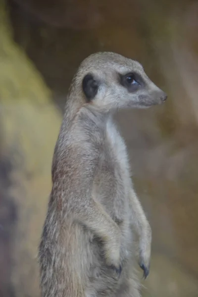 Meerkat Cinza Permanente — Fotografia de Stock