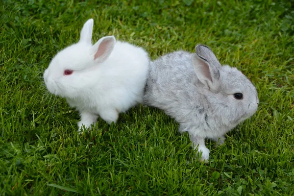 户外草坪上的小兔子 — 图库照片