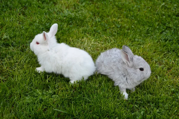户外草坪上的小兔子 — 图库照片