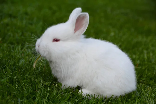 Young Bunny Outdoors Lawn — Stock Photo, Image
