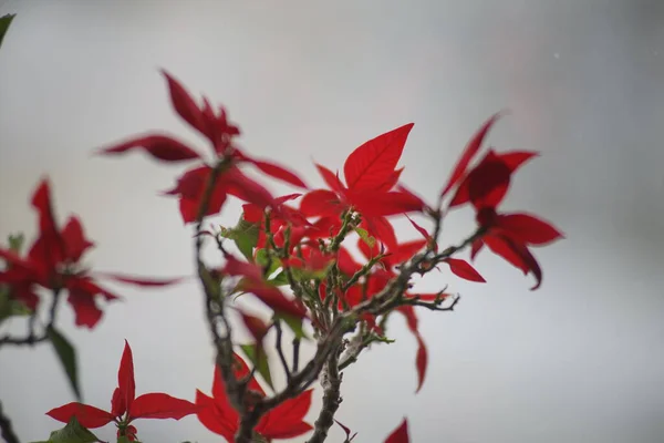 Κόκκινο πολύχρωμο λουλούδι σε μαλακό φως φόντο. — Φωτογραφία Αρχείου