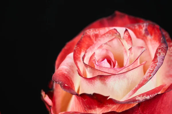 Red and white rose on black background macro. — Stock Photo, Image