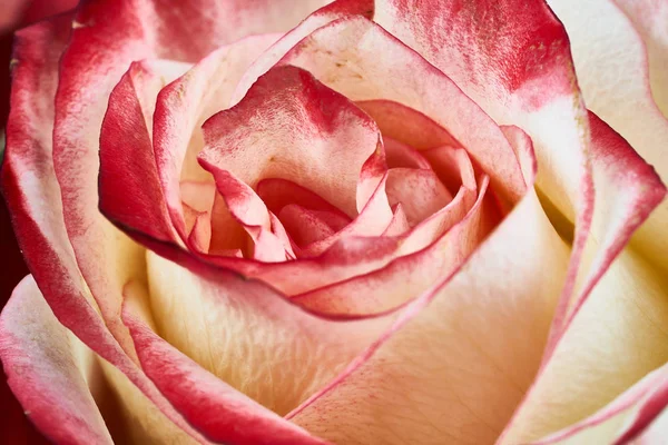 Vermelho e branco rosa macro close up tiro — Fotografia de Stock