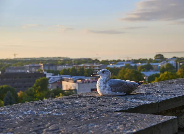 Uma gaivota estava a olhar para a câmara . — Fotografia de Stock