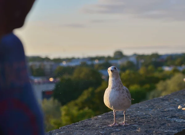 Una gaviota estaba mirando a la cámara . — Foto de Stock