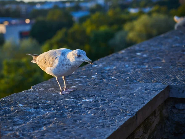 Uma gaivota estava a olhar para a câmara . — Fotografia de Stock