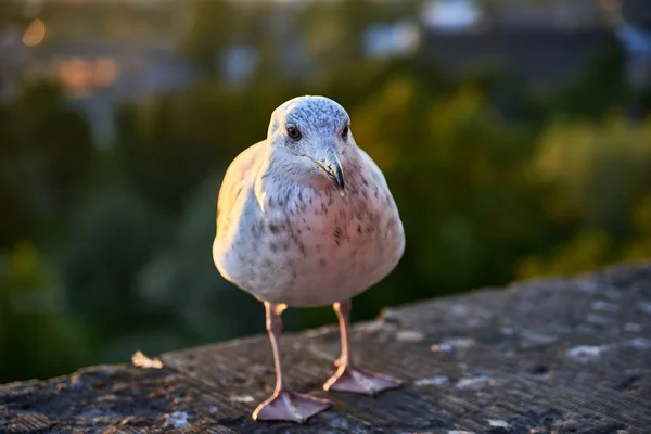 Una gaviota estaba mirando a la cámara . — Foto de Stock