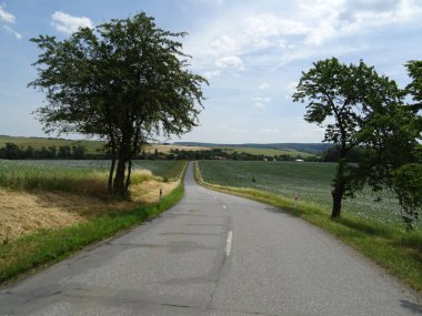 Yol boyunca bir ağaç, mavi gökyüzü