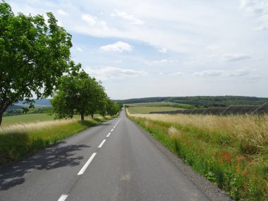 Yol boyunca bir ağaç, mavi gökyüzü