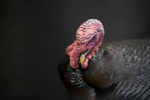 close up photo of ugly domestic male turkey head with red skin and red feathers