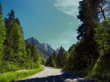 Ormandaki asfalt yolda. Dağlara giden yol