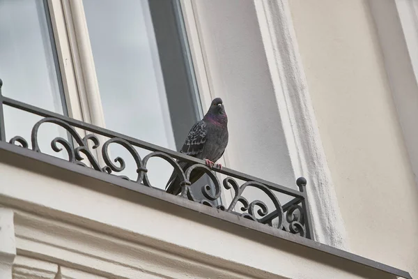 Indian Pigeon sitting on ledge of terrace and posing. — Stockfoto