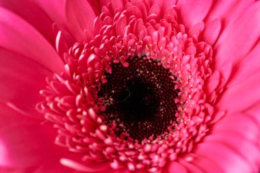 Siyah arka planda güzel açan pembe gerbera papatya çiçeği. Yakın plan fotoğraf.