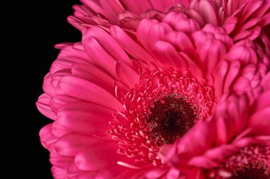 Siyah arka planda güzel açan pembe gerbera papatya çiçeği. Yakın plan fotoğraf.