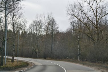 Kaliforniya Kıyı Sekoya Ormanı 'ndan geçen yol.
