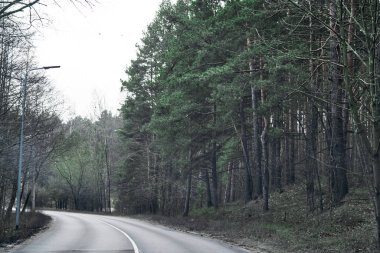 Kaliforniya Kıyı Sekoya Ormanı 'ndan geçen yol.