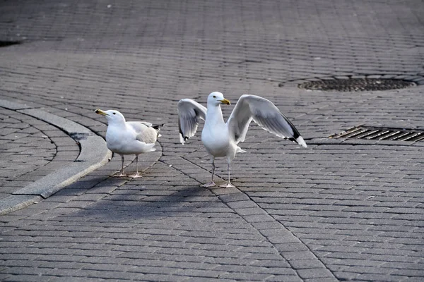 Sea Gulls Walk Street Riga Standing Sea Gull Close — ストック写真
