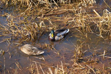 two ducks swim in a muddy ditch.