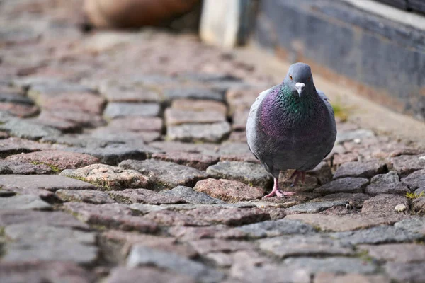 Vista Rock Pigeon Calle Tratando Cruzar Calle — Foto de Stock