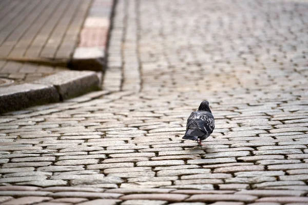 Pigeon Walking Away Old Bricks Road — Fotografia de Stock