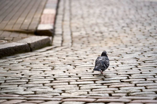 Una Paloma Caminando Por Viejo Camino Ladrillos — Foto de Stock